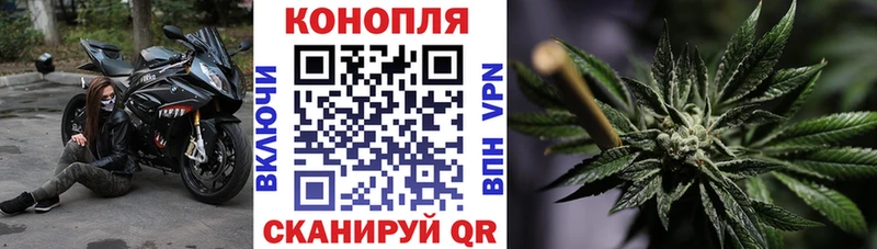 сколько стоит  Аргун  Конопля гибрид 